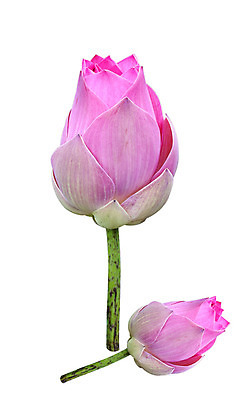 포토 JPG 해외이미지 식물 꽃잎 꽃 종교 백그라운드 자연 추상 연꽃 사람없음 빨간색 여름 벚꽃 흰색 신선 영혼 심볼 순수 흰배경 고립 해외202004 해외포토 계절 컬러 컨셉 무늬 생태계 파일형식 이미지허브