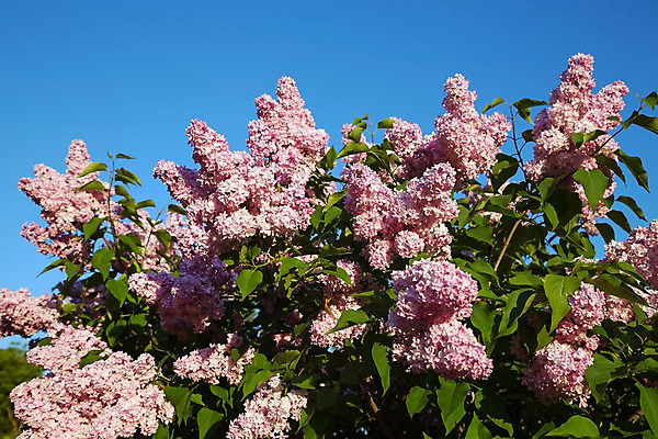 포토 JPG 해외이미지 나무 식물 계절 꽃잎 꽃 백그라운드 잎 꽃무늬 자연 사람없음 야외 장식 초록색 정원 보라색 봄 벚꽃 나뭇가지 다발 제비꽃 라일락 해외202004 해외포토 컬러 무늬 생태계 파일형식 이미지허브