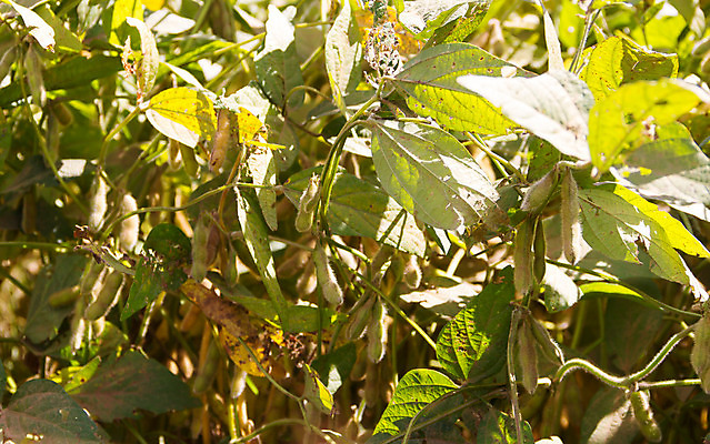 포토 JPG 해외이미지 식물 음식 백그라운드 잎 밭 농업 자연 콩 사람없음 초록색 농작물 햇빛 농장 수확 성장 유기농 날것 내추럴 꼬투리 대두 밭일 해외202004 해외포토 웰빙 산업 컬러 곡류 태양 생태계 파일형식 이미지허브