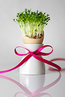 포토 JPG 해외이미지 전통 계절 리본 음식 분홍색 컨셉 자연 휴가 부활절 건강 미술 서기 사람없음 장식 빨간색 초록색 계란 봄 재활용 회색 껍질 흰색 축하 신선 고리 그룹 우아함 아침식사 심볼 활 에코 내추럴 구성 생태학 해외202004 해외포토 교육 기념일 컬러 모션 문화예술 환경 알 식사 친환경 생태계 파일형식 이미지허브