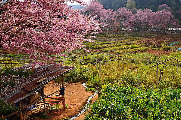 포토 JPG 해외이미지 나무 식물 계절 꽃잎 꽃 아시아 도로 분홍색 백그라운드 겨울 패턴 태국 자연 하늘 풍경 사람없음 야외 목재 장식 파란색 컬러풀 일본 봄 벚꽃 나뭇가지 사찰 개화 체리 장면 방법 히말라야 해외202004 해외포토 나라 길 컬러 무늬 과일 재료 종교건축 교통시설 생태계 파일형식 산맥 이미지허브