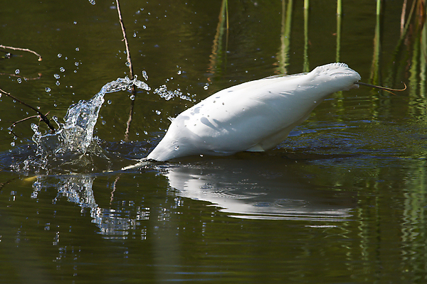 포토 JPG 해외이미지 동물 공원 야생동물 날개 자연 조류 낚시 서기 사람없음 야외 물 연못 떨어짐 모피 먹기 깃털 먼지 암초 목 해외202004 해외포토 자연요소 공공시설 컨셉 모션 레저 신체부위 생태계 파일형식 이미지허브