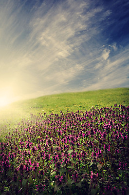 포토 JPG 해외이미지 식물 구름 계절 공원 꽃 백그라운드 밭 농업 자연 하늘 아침 풍경 사람없음 야외 초록색 여름 빛 햇빛 태양 농장 일출 환경 정원 맑음 황혼 일몰 봄 새벽 활발 수확 벚꽃 시골 저녁 땅 제비꽃 복고 장면 내추럴 그런지 수평선 해외202004 해외포토 주간 자연요소 공공시설 산업 컬러 컨셉 날씨 노을 야간 생태계 파일형식 이미지허브