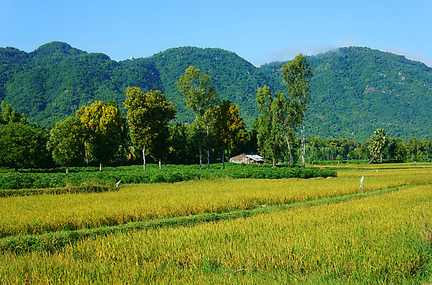 포토 JPG 해외이미지 나무 아시아 여행 백그라운드 자연 하늘 산 주택 동양인 풍경 사람없음 초록색 컬러풀 농장 농경지 노란색 마을 환경 활발 시골 언덕 에코 조경 베트남 장면 내추럴 논밭 해외202004 해외포토 식물 나라 컬러 컨셉 밭 농업 논 인종 건물 동남아시아 생태계 파일형식 이미지허브