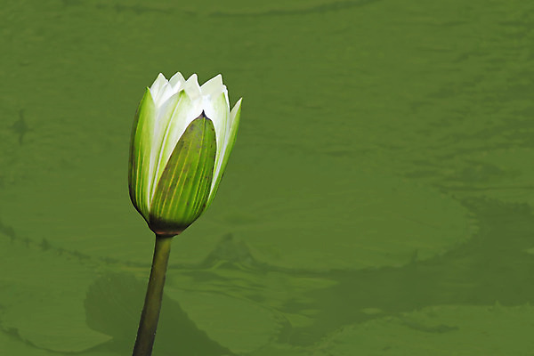 포토 JPG 해외이미지 꽃 사람없음 빨간색 물 여름 정원 보라색 봄 흰색 신성 해외202004 해외포토 자연요소 식물 계절 컬러 파일형식 이미지허브