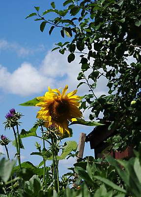 포토 JPG 해외이미지 꽃 자연 하늘 해바라기 풍경 사람없음 초록색 태양 노란색 마을 시골 해외202004 해외포토 자연요소 식물 컬러 생태계 파일형식 이미지허브