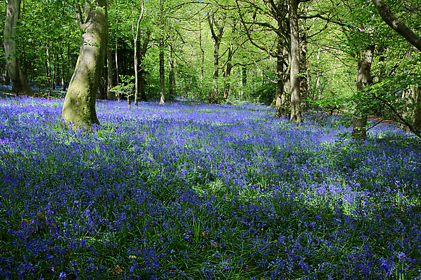 포토 JPG 해외이미지 나무 식물 영어 꽃 줄기 꽃무늬 자연 영국 잉글랜드 풍경 사람없음 초록색 카펫 개화 역사 숲 큼 내추럴 블루벨 삼림지대 해외202004 해외포토 문자 유럽 컬러 무늬 크기 생태계 파일형식 이미지허브