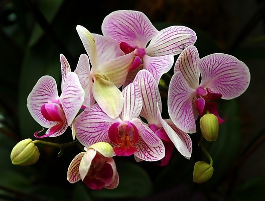 포토 JPG 해외이미지 식물 공원 꽃 아시아 여행 잎 자연 열대 따뜻함 풍경 사람없음 야외 가로 빨간색 초록색 정원 맑음 신선 뜨거움 닫기 고독 꽃가루 태평양 폴리네시아 남쪽 말레이시아 내추럴 프랑스어 꽃수술 히비스커스 해외202004 해외포토 문자 공공시설 감정 나라 바다 컬러 모션 날씨 오세아니아 가루 방향 생태계 파일형식 이미지허브