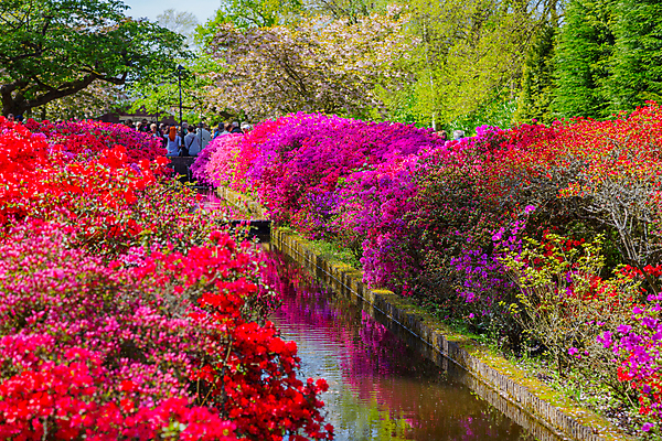 포토 JPG 해외이미지 식물 계절 꽃잎 꽃 유럽 여행 잎 밭 자연 추상 풍경 사람없음 야외 아웃포커스 장식 컬러풀 정원 맑음 봄 튤립 벚꽃 연못 신선 4월 5월 꽃집 네덜란드 원예 조경 화단 암스테르담 명승지 완전 해외202004 해외포토 나라 컬러 컨셉 무늬 농업 날씨 촬영기법 취미 상점 날짜 생태계 파일형식 이미지허브