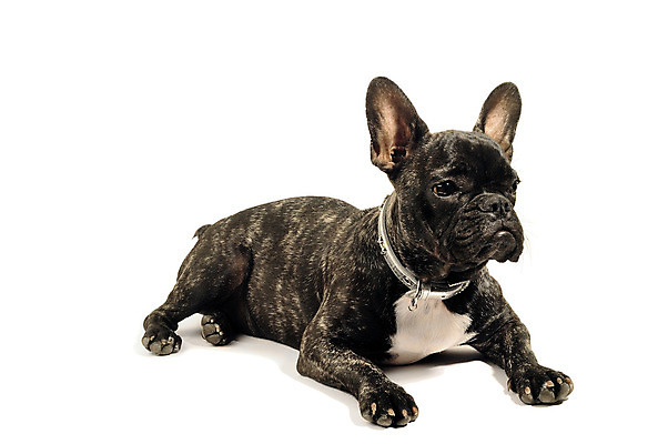 포토 JPG 해외이미지 동물 1 백그라운드 포유류 사람없음 반려동물 검은색 흰색 아기 개 강아지 작음 귀 슛 불독 송곳니 프랑스어 고립 기르기 유래 해외202004 해외포토 문자 컬러 사람 신체부위 치아 크기 돌봄 파일형식 이미지허브