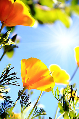 포토 JPG 해외이미지 식물 꽃잎 꽃 행복 줄기 백그라운드 잎 밭 오렌지 부분 자연 추상 기술 사람없음 야외 장식 초록색 여름 파란색 빛 컬러풀 태양 노란색 머리 정원 봄 들꽃 벚꽃 황금 닫기 원예 캘리포니아 꽃가루 양귀비 강렬 해외202004 해외포토 자연요소 계절 감정 컬러 무늬 농업 과일 모션 취미 신체부위 미국 가루 생태계 파일형식 이미지허브