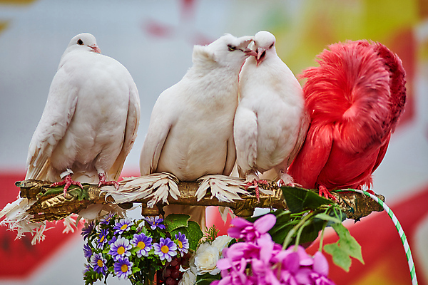 포토 JPG 해외이미지 동물 행복 야생동물 분홍색 백그라운드 컨셉 날개 자연 조류 추상 휴가 키스 함께함 사랑 사람없음 야외 빨간색 컬러풀 보라색 희망 흰색 그리기 심볼 순수 싱글 비둘기 장면 해외202004 해외포토 감정 컬러 무늬 모션 애정표현 생태계 파일형식 이미지허브