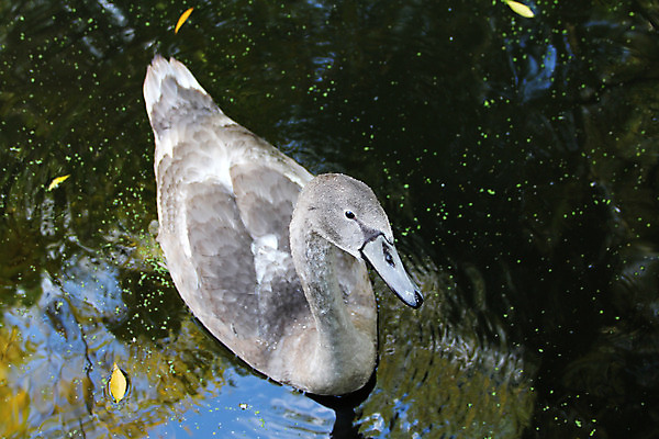 포토 JPG 해외이미지 호수 조류 사람없음 물 머리 수영 물방울 손목시계 부리 백조 목 단아함 해외202004 해외포토 자연요소 동물 시계 장신구 신체부위 수상스포츠 파일형식 이미지허브