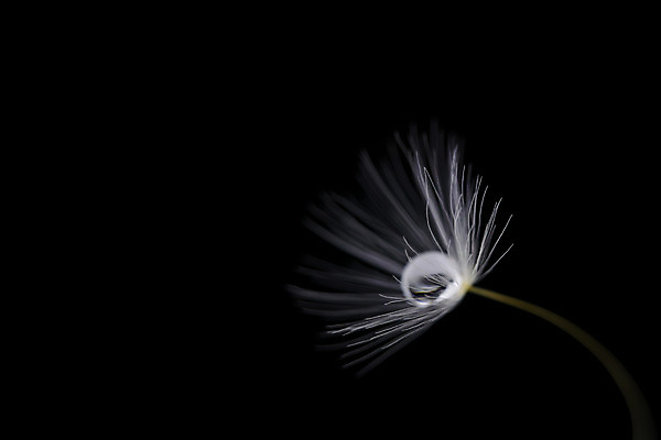 포토 JPG 해외이미지 식물 꽃 공 자연 씨앗 사람없음 물 빛 반사 검은색 어둠 봄 젖음 들꽃 흰색 떨어짐 이슬 민들레 싱글 심플 솜털 내추럴 해외202004 해외포토 자연요소 계절 컬러 컨셉 생태계 파일형식 이미지허브