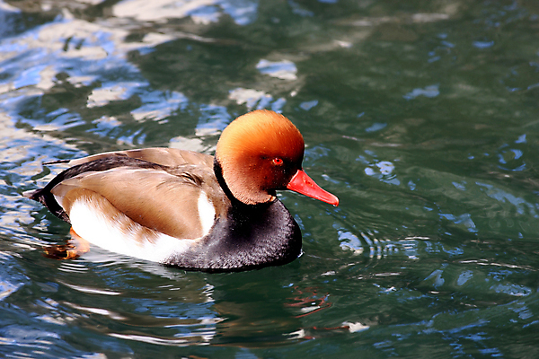 포토 JPG 해외이미지 동물 남자 호수 야생동물 자연 조류 오리 사람없음 야외 빨간색 물 컬러풀 갈색 검은색 수영 흰색 저녁 깃털 부리 갈기 해외202004 해외포토 자연요소 컬러 사람 수상스포츠 야간 생태계 파일형식 이미지허브