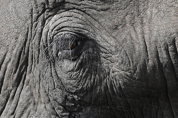 포토 JPG 해외이미지 아프리카 코끼리 사람없음 회색 주름 속눈썹 손목시계 피부 남아프리카 보츠와나 해외202004 해외포토 나라 시계 컬러 장신구 포유류 신체부위 눈썹 파일형식 이미지허브