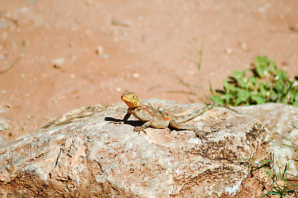 포토 JPG 해외이미지 동물 야생동물 백그라운드 패턴 일러스트 파충류 자연 생물 양서류 어류 사람없음 초록색 반려동물 우주 고양이 흰색 용 뱀 개 가죽 피부 공룡 질감 눈금 꼬리 도마뱀 육식동물 악어 이구아나 케냐 고립 옛날 이국적 해외202004 해외포토 컬러 무늬 포유류 아프리카 신체부위 수중동물 생태계 파일형식 이미지허브