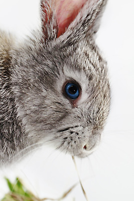 포토 JPG 해외이미지 동물 응시 포유류 털 서기 사람없음 반려동물 회색 흰색 토끼 달콤 작음 먹기 귀 솜털 고립 밭일 해외202004 해외포토 시선 컬러 모션 신체부위 맛 크기 파일형식 이미지허브