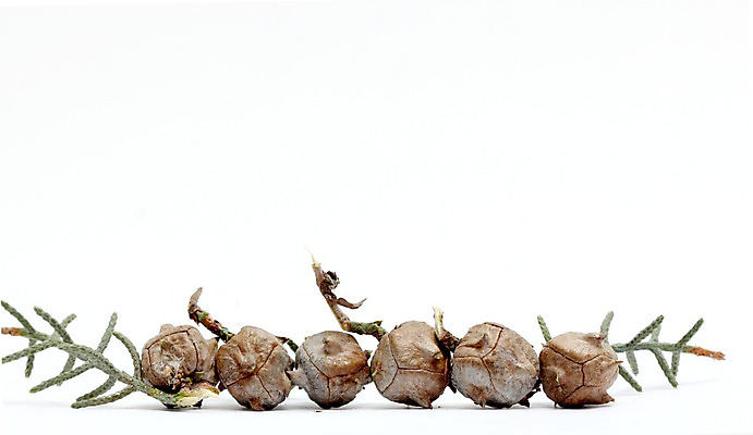 포토 JPG 해외이미지 나무 식물 백그라운드 크리스마스 겨울 자연 사람없음 장식 세트 갈색 흰색 축하 소나무 심볼 오브젝트 질감 솔방울 침엽수 전나무 원뿔 고립 삼나무 엘리먼트 줄서기 가문비나무 해외202004 해외포토 도형 계절 기념일 컬러 컨셉 모션 생태계 파일형식 이미지허브