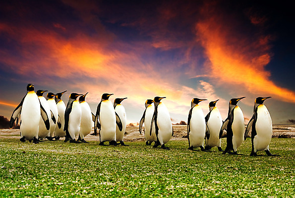 포토 JPG 해외이미지 동물 야생동물 겨울 가족 자연 조류 협력 사람없음 야외 일출 일몰 추위 도움 그룹 남극 펭귄 커뮤니티 해외202004 해외포토 계절 컨셉 관계 노을 극지방 생태계 파일형식 이미지허브