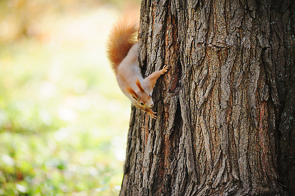 포토 JPG 해외이미지 나무 동물 한마리 야생동물 포유류 자연 털 앉기 사람없음 야외 아웃포커스 빨간색 갈색 설치류 숲 가득함 질감 다람쥐 솜털 해외202004 해외포토 식물 1 컬러 모션 촬영기법 생태계 파일형식 이미지허브