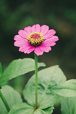 포토 JPG 해외이미지 식물 계절 공원 꽃잎 꽃 분홍색 백그라운드 잎 꽃무늬 패턴 밭 오렌지 자연 추상 사람없음 야외 장식 빨간색 초록색 컬러풀 노란색 머리 정원 봄 활발 벚꽃 흰색 닫기 작음 싱글 원예 내추럴 고립 해외202004 해외포토 공공시설 컬러 컨셉 무늬 농업 과일 모션 취미 신체부위 크기 생태계 파일형식 이미지허브