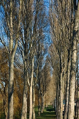 포토 JPG 해외이미지 나무 공원 길 여행 자연 휴식 풍경 사람없음 야외 초록색 평화 환경 침묵 고요 봄 산책 시골 보호 숲 오솔길 장면 내추럴 강렬 줄서기 많음 해외202004 해외포토 식물 계절 공공시설 컬러 컨셉 모션 소리 생태계 파일형식 이미지허브