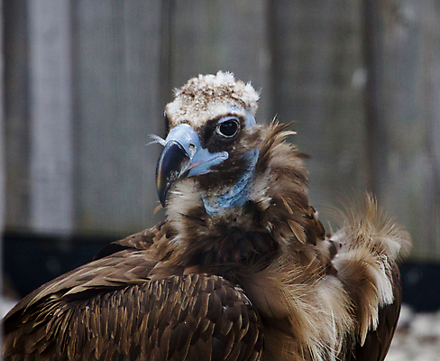 포토 JPG 해외이미지 백그라운드 조류 사람없음 큼 해외202004 해외포토 동물 크기 파일형식 이미지허브