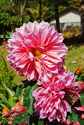 포토 JPG 해외이미지 꽃잎 꽃 종교 분홍색 백그라운드 잎 꽃무늬 자연 사람없음 빨간색 빛 중국 벚꽃 흰색 신선 원형 가득함 해외202004 해외포토 도형 식물 아시아 컬러 무늬 생태계 파일형식 이미지허브