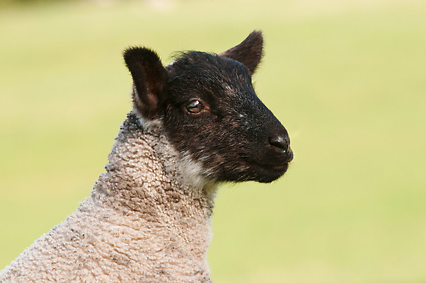 포토 JPG 해외이미지 영어 포유류 새로움 털 사람없음 봄 아기 양 양고기 양모 경보 반추동물 해외202004 해외포토 동물 문자 계절 컨셉 육류 사람 직물 파일형식 이미지허브