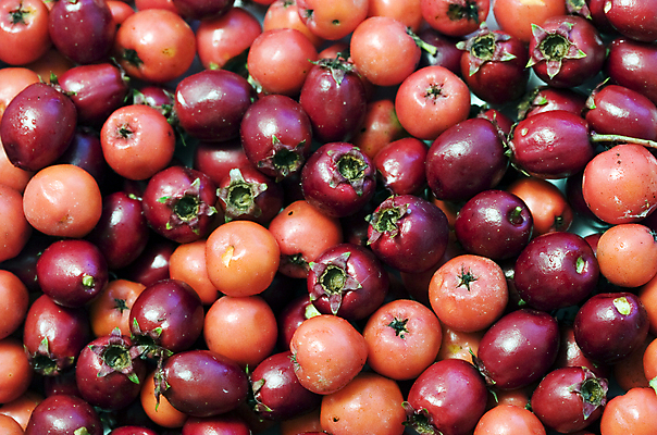 포토 JPG 해외이미지 열매 줄기 잎 과일 자연 사람없음 빨간색 초록색 물 검은색 어둠 가을 물방울 나뭇가지 체리 칼날 이슬 수분 만족 숙성 해외202004 해외포토 자연요소 나무 식물 계절 감정 컬러 생태계 파일형식 이미지허브