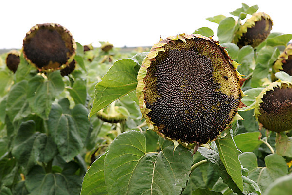 포토 JPG 해외이미지 식물 꽃잎 꽃 음식 줄기 밭 농업 자연 해바라기 건조 씨앗 사람없음 농장 노란색 머리 정원 시골 죽음 원형 질병 큼 묘사 순환 구김 동물상 많음 못생김 해외202004 해외포토 도형 산업 컬러 컨셉 의학 모션 신체부위 조형물 크기 생태계 파일형식 이미지허브