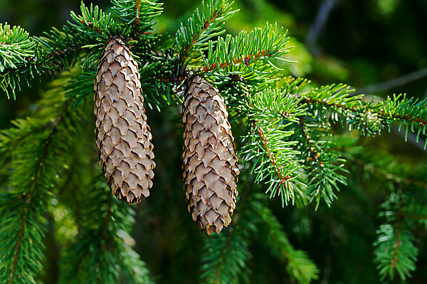 포토 JPG 해외이미지 나무 공원 산업 백그라운드 컨셉 크리스마스 자연 아침 산 건강 사람없음 야외 초록색 햇빛 우주 환경 침묵 소나무 황무지 닫기 숲 이슬 심볼 친환경 생태계 질감 상록수 전나무 원뿔 잡동사니 유지 내추럴 강렬 가문비나무 해외202004 해외포토 주간 도형 식물 공공시설 기념일 컬러 모션 태양 소리 파일형식 이미지허브