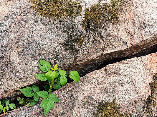 포토 JPG 해외이미지 식물 백그라운드 컨셉 잎 자연 성공 표면 추상 사람없음 야외 초록색 새싹 희망 힘 봄 손상 성장 바위 용기 거친 틈 균열 결심 질감 기회 산딸기 반대 내추럴 그런지 옛날 정복 생존 해외202004 해외포토 그릇 계절 감정 컬러 무늬 과일 모션 돌_바위 생태계 파일형식 이미지허브