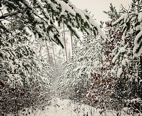 포토 JPG 해외이미지 나무 계절 공원 실루엣 도로 길 백그라운드 크리스마스 겨울 자국 자연 하늘 아침 날씨 휴가 풍경 사람없음 야외 목재 파란색 빛 태양 환경 얼음 검은색 하이킹 추위 흰색 나뭇가지 소나무 숲 시원함 12월 서리 러시아 장면 전나무 눈보라 1월 내추럴 폭설 눈내림 가문비나무 해외202004 해외포토 주간 자연요소 식물 공공시설 기념일 유럽 컬러 재료 교통시설 레저 눈_날씨 촬영기법 날짜 자연재해 생태계 파일형식 이미지허브