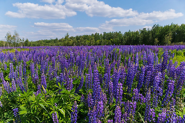 포토 JPG 해외이미지 나무 식물 계절 꽃 유럽 여행 백그라운드 꽃무늬 밭 농업 자연 풍경 사람없음 여름 파란색 컬러풀 보라색 성장 벚꽃 시골 허브 향기 아로마테라피 내추럴 치료제 해외202004 해외포토 나라 산업 컬러 무늬 약 생태계 냄새 테라피 파일형식 이미지허브