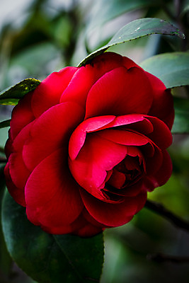 포토 JPG 해외이미지 모양 식물 디자인 기념일 꽃잎 꽃 결혼 백그라운드 잎 꽃무늬 패턴 자연 새로움 프레임 발렌타인데이 선물 사랑 사람없음 빨간색 초록색 여름 장미 머리 정원 어둠 봄 벚꽃 축하 인사 신선 뜨거움 생일 가장자리 큼 다발 오브젝트 싱글 벨벳 해외202004 해외포토 계절 감정 컬러 컨셉 무늬 데이이벤트 이벤트 신체부위 예절 둘레 크기 실크 생태계 파일형식 이미지허브