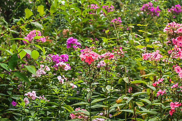 포토 JPG 해외이미지 식물 꽃잎 꽃 분홍색 백그라운드 잎 꽃무늬 패턴 자연 프레임 사람 사람없음 야외 가로 햇빛 정원 맑음 보라색 회색 시간 개화 비교 그룹 큼 달리아 레몬 싱글 원예 화단 영원 정중 콘크리트 브라질사람 해외202004 해외포토 컬러 컨셉 무늬 과일 날씨 취미 태양 크기 생태계 파일형식 이미지허브