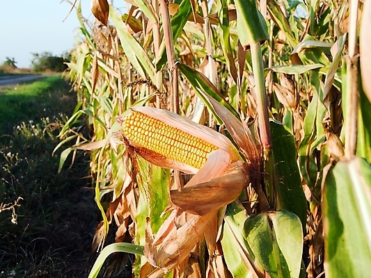 포토 JPG 해외이미지 음식 농업 채소 자연 건강 옥수수 사람없음 여름 농작물 농장 노란색 수확 껍질 신선 달콤 그릴 낟알 바비큐 굽기 유기농 버터 내추럴 해외202004 해외포토 웰빙 계절 산업 컬러 주방용품 곡류 맛 구이 생태계 파일형식 이미지허브