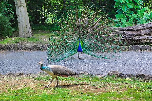 포토 JPG 해외이미지 동물 공원 여자 남자 포즈 밭 가족 관계 자연 조류 왕관 사랑 사람없음 컬러풀 전시 짜증 쌍 날짜 우아함 공작 인도인 거절 깃털 꼬리 싸움 쇼 반대 꿩 불만 동물상 해외202004 해외포토 외국인 공공시설 감정 컬러 컨셉 농업 모션 사람 동양인 조형물 생태계 파일형식 이미지허브