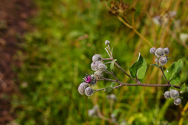 포토 JPG 해외이미지 식물 1 밭 자연 건강 사람없음 야외 가로 초록색 갈색 회색 개화 허브 떠남 해외202004 해외포토 꽃 컬러 농업 모션 생태계 파일형식 이미지허브