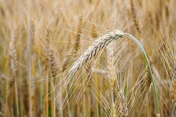 포토 JPG 해외이미지 식물 계절 음식 빵 줄기 밭 농업 재료 자연 건조 건강 옥수수 씨앗 풍경 사람없음 여름 농작물 농장 노란색 수확 성장 가을 시골 황금 아침식사 낟알 시리얼 밀 굽기 보리 귀 장면 스파이크 밀짚 내추럴 밭일 숙성 호밀 세련 비건 해외202004 해외포토 산업 컬러 곡류 신체부위 식사 짚 구이 생태계 채식주의자 파일형식 이미지허브
