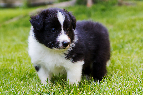 포토 JPG 해외이미지 동물 응시 남자 행복 백그라운드 포유류 친절 생물 사람없음 초록색 물 반려동물 갈색 검은색 흰색 표현 사발 양치기 개 강아지 송곳니 기르기 유래 해외202004 해외포토 자연요소 직업 시선 감정 컬러 사람 사기그릇 치아 돌봄 파일형식 이미지허브