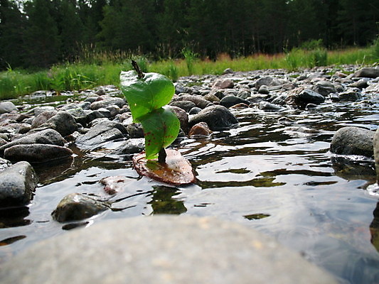포토 JPG 해외이미지 나무 모델 여행 요트 자연 항해 손바닥 사람없음 장난감 꿈 보트 심볼 기념품 나무껍질 생태학 핸드메이드 해외202004 해외포토 식물 손 교육 배_교통 껍질 오브젝트 생태계 파일형식 이미지허브