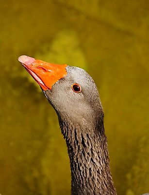 포토 JPG 해외이미지 동물 1 야생동물 오렌지 자연 조류 사람없음 옆모습 빨간색 농장 머리 회색 젖음 물방울 연못 닫기 깃털 묘사 부리 목 거위 동물상 해외202004 해외포토 뷰포인트 컬러 농업 과일 모션 신체부위 조형물 생태계 파일형식 이미지허브