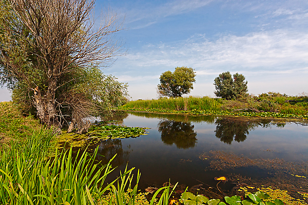 포토 JPG 해외이미지 식물 꽃 잎 자연 표면 풍경 사람없음 야외 물 여름 연못 그림 러시아 해외202004 해외포토 자연요소 계절 유럽 생태계 파일형식 이미지허브