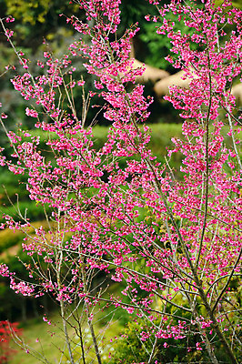 포토 JPG 해외이미지 나무 식물 계절 꽃잎 꽃 아시아 도로 분홍색 백그라운드 겨울 패턴 태국 자연 하늘 풍경 사람없음 야외 목재 장식 파란색 컬러풀 일본 봄 벚꽃 나뭇가지 사찰 개화 체리 장면 방법 히말라야 해외202004 해외포토 나라 길 컬러 무늬 과일 재료 종교건축 교통시설 생태계 파일형식 산맥 이미지허브