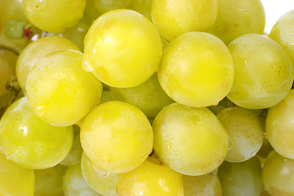 포토 JPG 해외이미지 식물 계절 열매 음식 백그라운드 잎 농업 과일 자연 포도 디저트 건강 사람없음 초록색 여름 노란색 와인 검은색 주스 젖음 수확 가을 흰색 나뭇가지 신선 달콤 맛 떨어짐 다발 먹기 유기농 포도밭 포도나무 내추럴 고립 숙성 양조장 채식주의자 해외202004 해외포토 나무 웰빙 산업 음료 컬러 컨셉 밭 모션 주류 과일나무 생태계 채식 파일형식 이미지허브