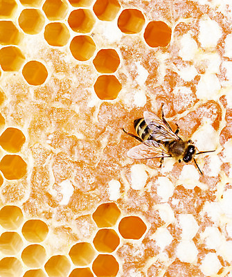 포토 JPG 해외이미지 음식 곤충 오렌지 자연 건강 사람없음 약 노란색 신선 머리빗 달콤 벌 질감 육각형 꿀 벌집 내추럴 밀랍 양봉 왁스 줄서기 진짜 해외202004 해외포토 도형 동물 컬러 과일 의학 모션 미용용품 맛 생태계 파일형식 이미지허브