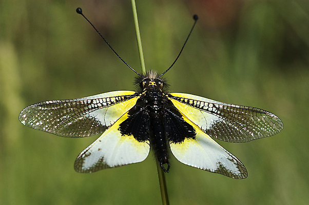 포토 JPG 해외이미지 유럽 나비 곤충 날개 아침 휴식 안테나 사람없음 태양 노란색 검은색 봄 젖음 흰색 닫기 숲 수분 동물상 유황 해외202004 해외포토 주간 자연요소 동물 계절 나라 컬러 컨셉 통신 모션 조형물 파일형식 이미지허브